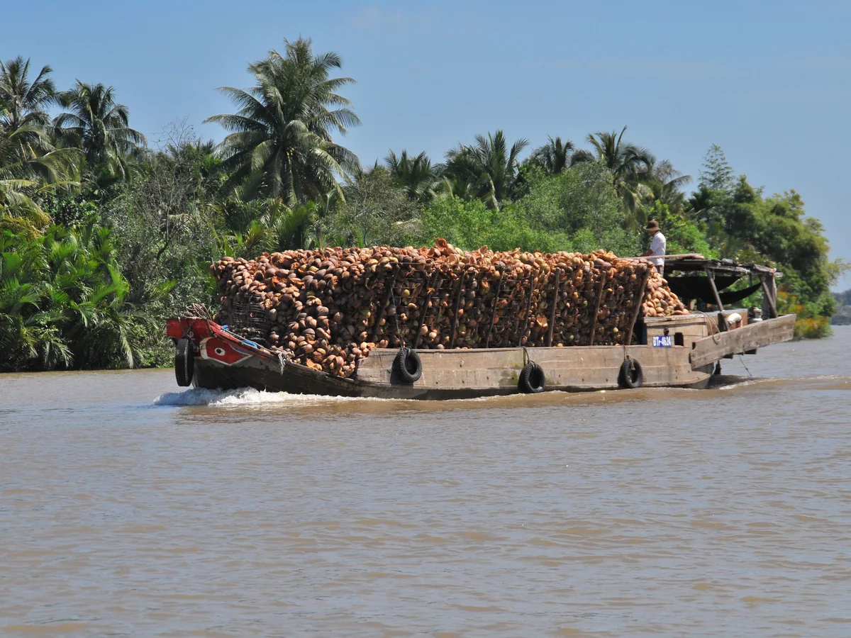 A wooden cargo boat piled with coconuts on a palm-lined Mekong Delta river